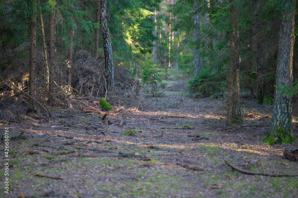 walk in the forest among trees and moss walk in the forest among trees and moss