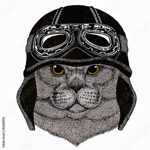 British shorthair cat animal cute face. Vector happy silver British kitten head portrait. Animal wearing vintage motorcycle biker helmet.