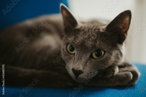Closeup of a cute Russian blue breed cat resting on a blue surface; focus on the head