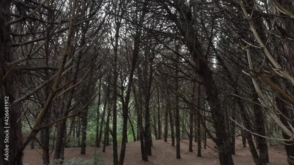 Bosque en Argentina. Argentinian Forest. Bosque en Argentina. Argentinian Forest.