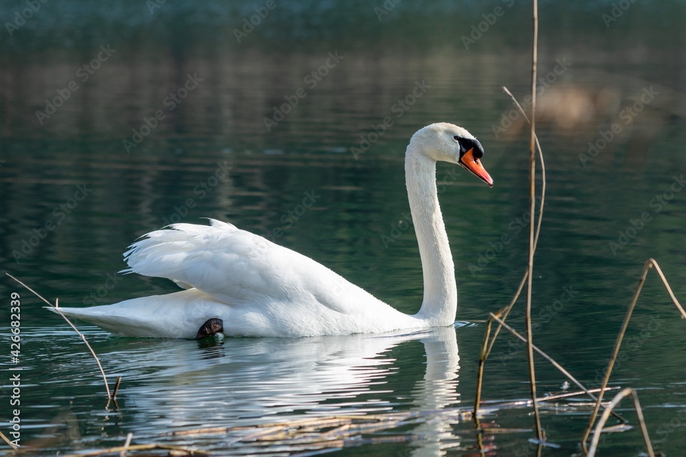 Fototapeta premium view of white swan on a lake