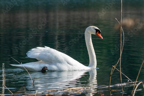 view of white swan on a lake