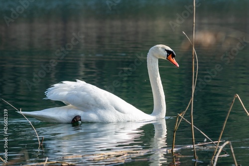 view of white swan on a lake