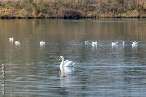 view of white swan on a lake