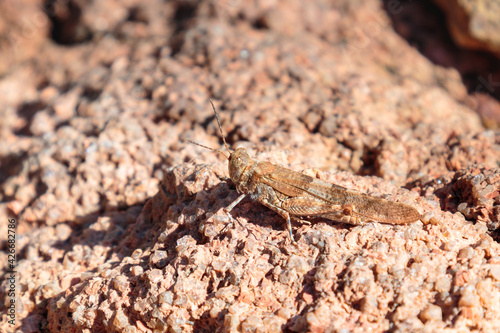 selective focus of one brown grasshopper on a rock