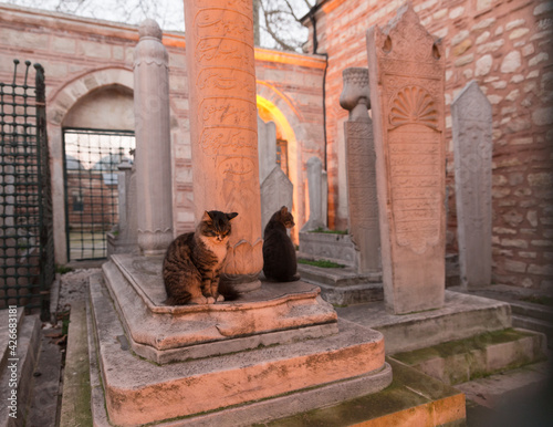 Canvas Print Wide angle view of an Ottoman graveyard with gravestones and two cats at dusk, w