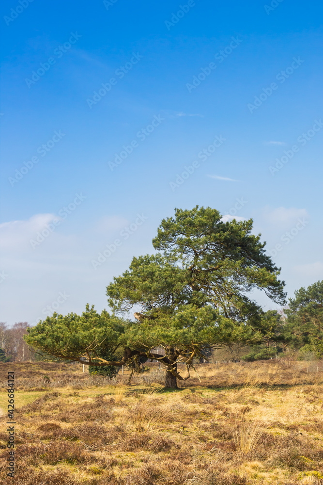 Single tree in the heather fields of Drenthe, Netherlands Single tree in the heather fields of Drenthe, Netherlands