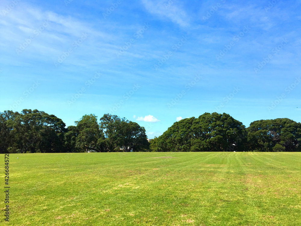 Fototapeta premium landscape with trees. grass field with blue sky. 