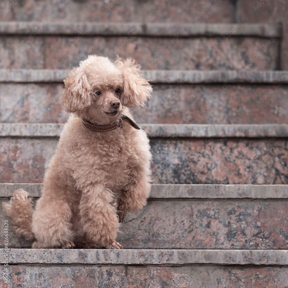 the poodle sits on the marble steps