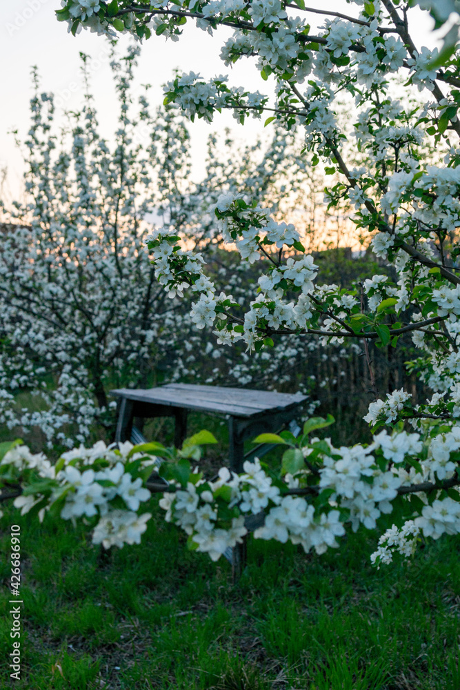 Sunset in a blooming spring garden. Blooming apple trees