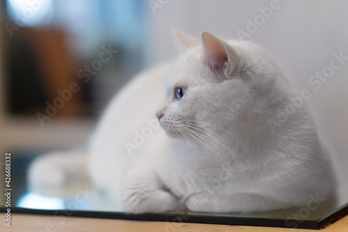 white cat on the table in profile