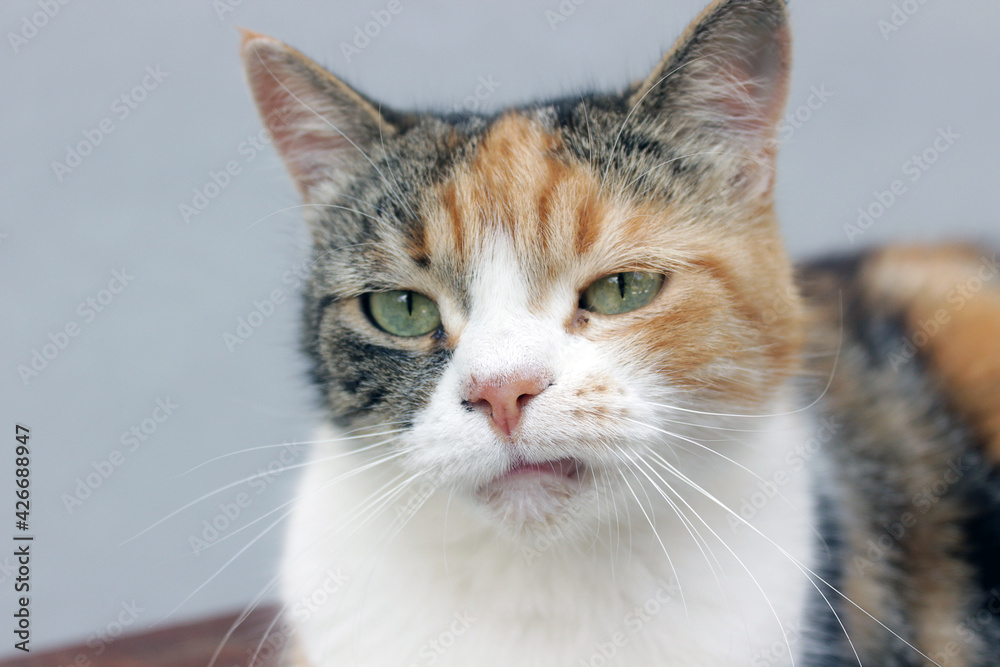 Naklejka premium Close up portrait of a real grumpy calico cat with a natural fretful facial expression