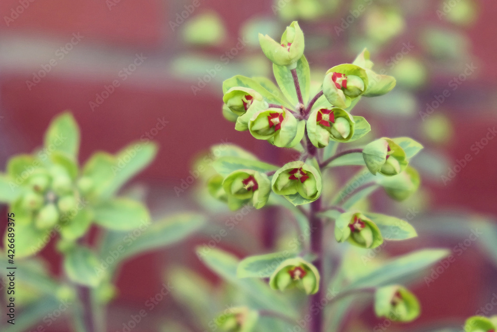 Lime green flowers of Euphorbia 'Ascot Rainbow' Lime green flowers of Euphorbia 'Ascot Rainbow'