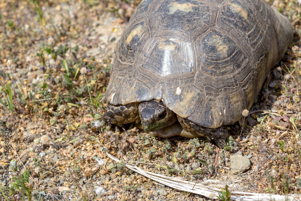 Tortoise close-up crawling on dry land Tortoise close-up crawling on dry land