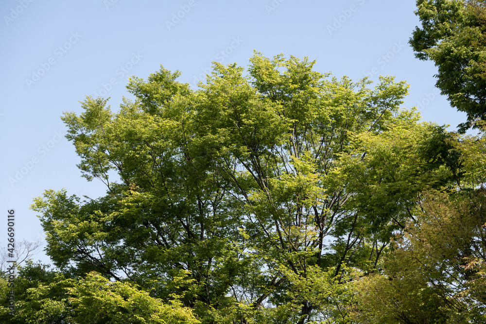 里山 森 林 雑木林 武蔵野 春 里山 森 林 雑木林 武蔵野 春