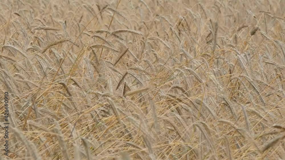 Getreidefeld im Wind mit reifen Ähren vom Weizen Getreidefeld im Wind mit reifen Ähren vom Weizen