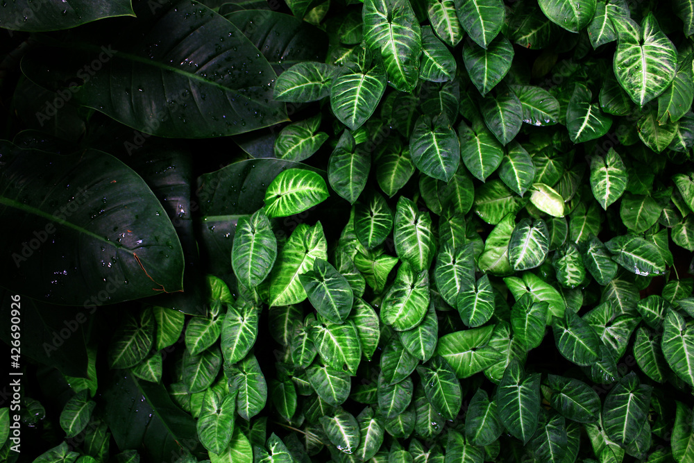 Fototapeta premium Anthurium. close up of green leaves