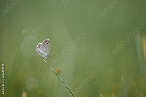Little Butterfly on Grass
