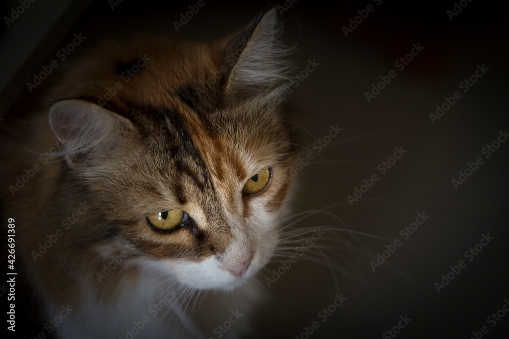Calico cat's head portrait with dark vignetting, high angle view close up. Calico cat's head portrait with dark vignetting, high angle view close up.