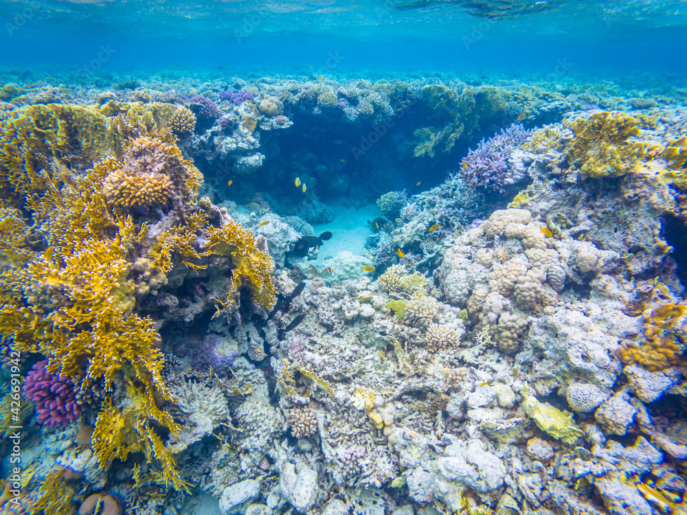 Colorful corals and fishes in Red Sea near Safaga town in Egypt