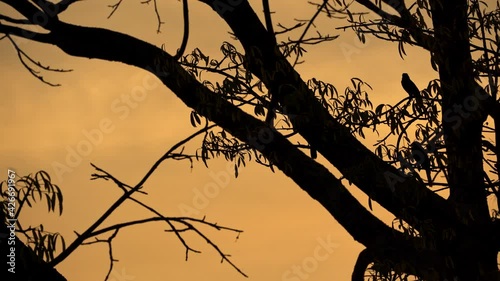 Oropendola or Conoto bird on a tree branch with a beautiful sunset at the background. photo