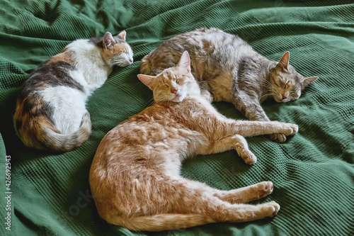 The red, gray and white cats sleep embraced on the bed over a green blanket. Pet. Beautiful funny kittens.