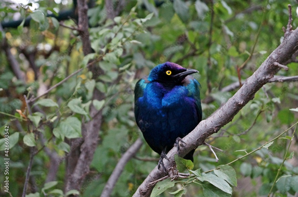 Pássaro azul no zoológico de Santiago / Chile