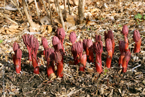 Fototapeta Naklejka Na Ścianę i Meble -  Peonies Wittmann's (Paeonia wittmanniana Hartwiss) sprouts in spring garden.