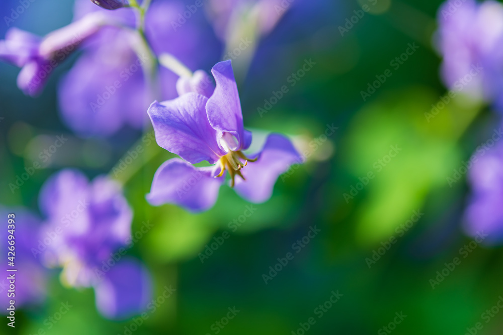 マクロ撮影した紫色の花びら(ムラサキハナナ) マクロ撮影した紫色の花びら(ムラサキハナナ)