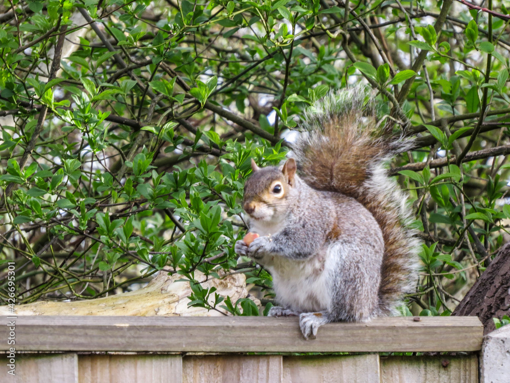 pretty grey squirrel perched on the garden fence
