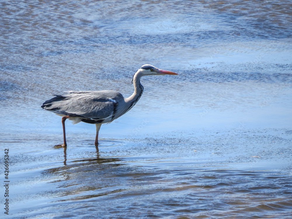  herons are long-legged, long-necked, freshwater and coastal birds in the family Ardeidae