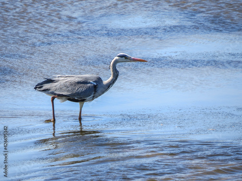  herons are long-legged, long-necked, freshwater and coastal birds in the family Ardeidae © Penny