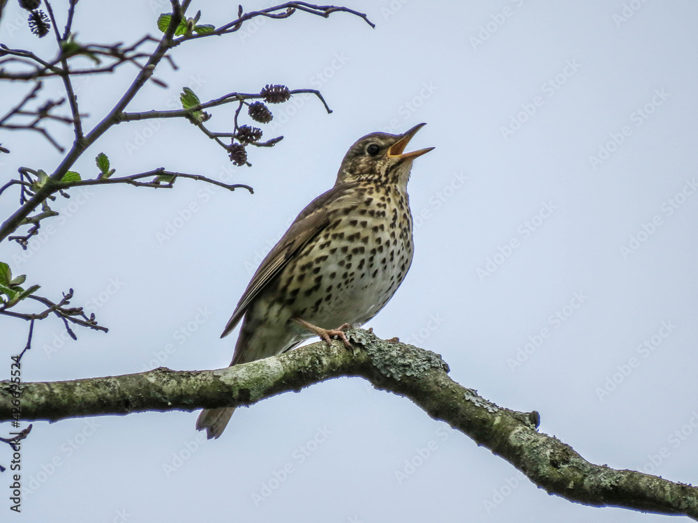 beautiful thrush perched in a tree beautiful thrush perched in a tree
