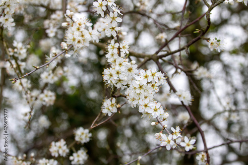 beautiful blackthorn blossom a sign of spring
