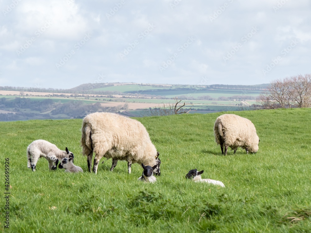 sheep with lambs with the West sussex countryside in the background