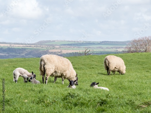 sheep with lambs with the West sussex countryside in the background © Penny