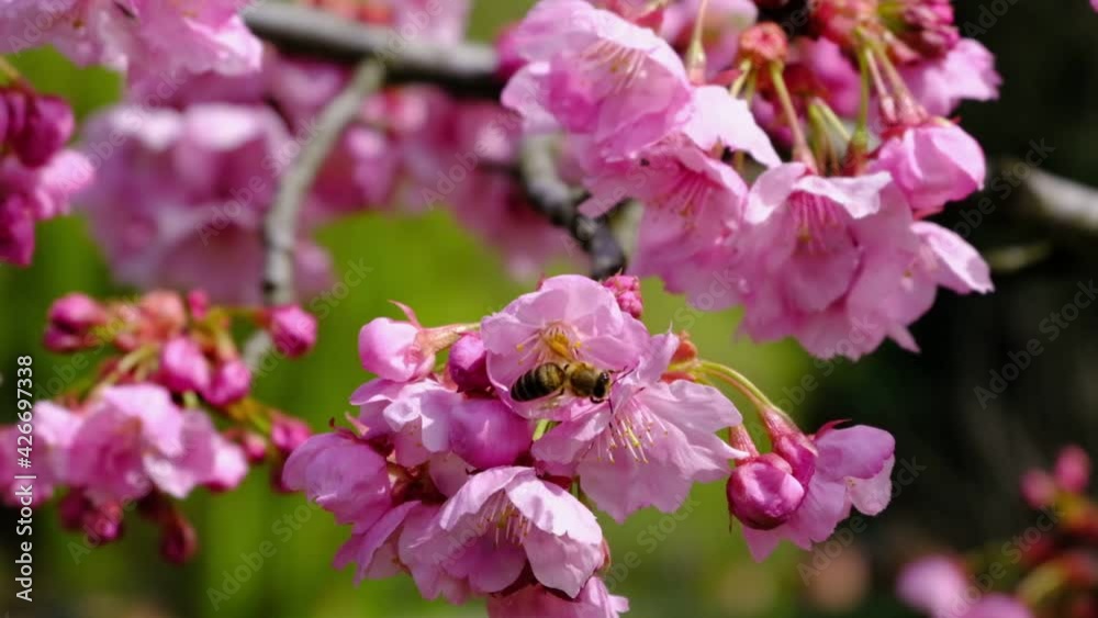 Macro view of sakura flowers and bees in slow motion. Honey bees are collecting pollen from blossoms of a sakura tree.
Macro view of sakura flowers and bees in slow motion. Honey bees are collecting pollen from blossoms of a sakura tree.