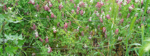 Fumaria Capreolata. Papaveraceae photo