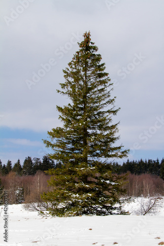 Belgium, Fir in the Hautes Fagnes Natural Park photo