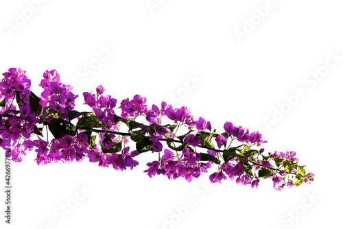 Flowering of a Bougainvillea Twig with Purple Flowers Isolated on White Background
