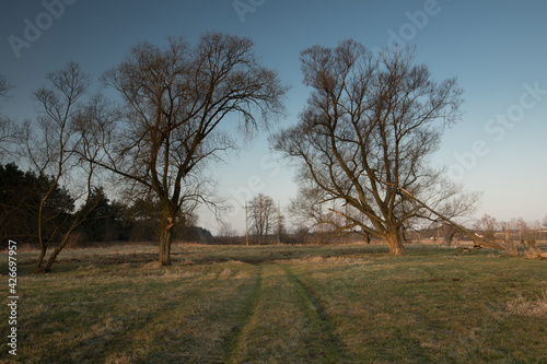 Fototapeta Naklejka Na Ścianę i Meble -  tree in the field