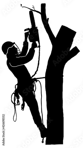 Tree doctor cuts a branch