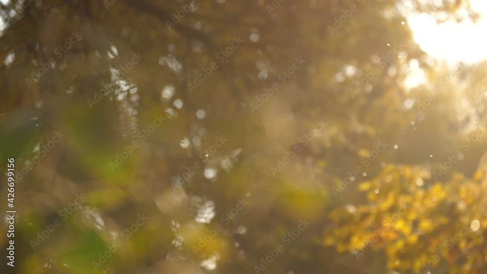 Flying pollen in the air