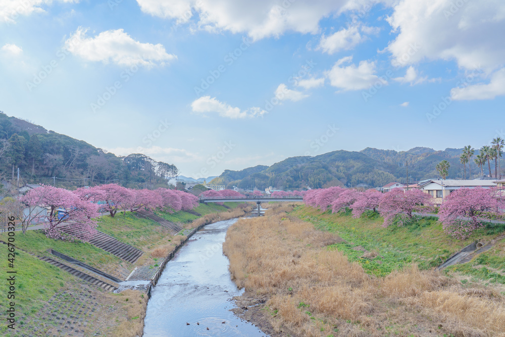 南伊豆　菜の花と河津桜と青空　静岡県 春