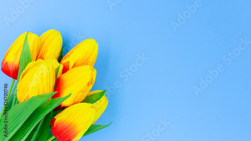 Tulips yellow and orange color with green leaves isolated on blue background