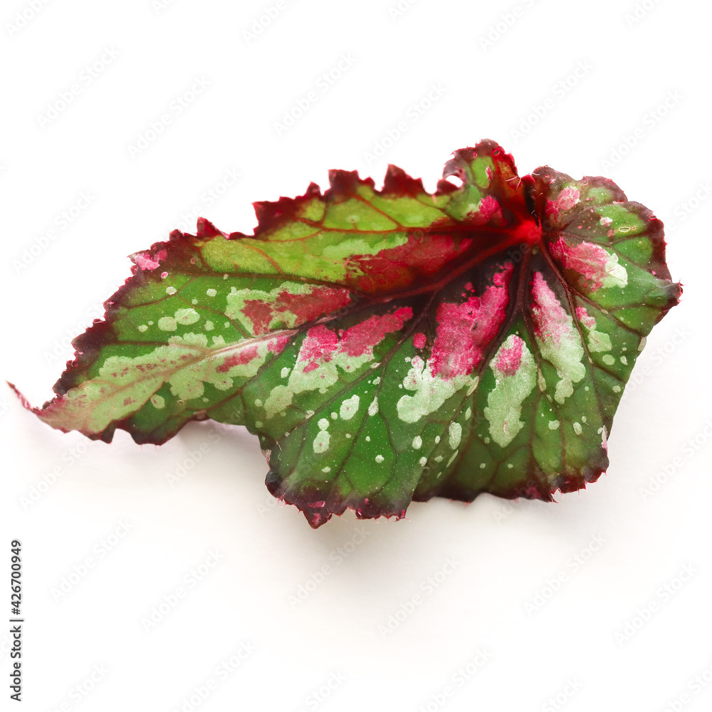 Fotografia do Stock: Begonia Rex leaf | Adobe Stock