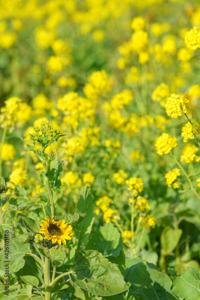 菜の花畑とヒマワリ　春　静岡県　南伊豆