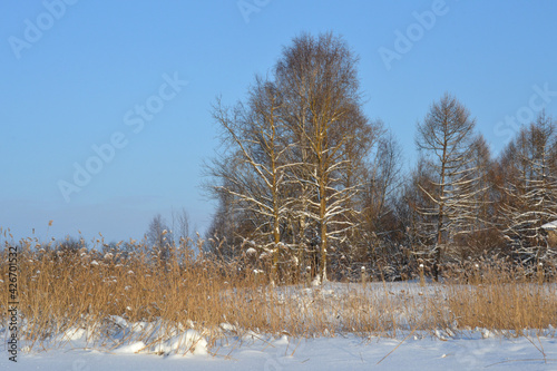 Wallpaper Mural Winter sunny landscape with dry reeds, bare trees, blue sky and snowy field Torontodigital.ca