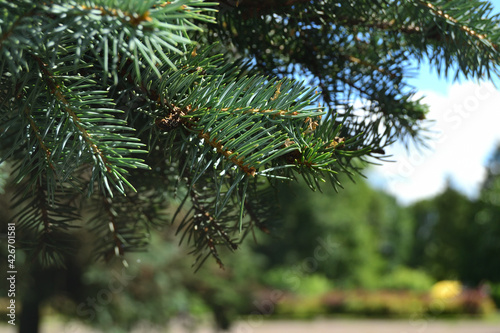 Blue spruce twig with needles close-up and blurred background  evergreen tree on a blurred background of the park