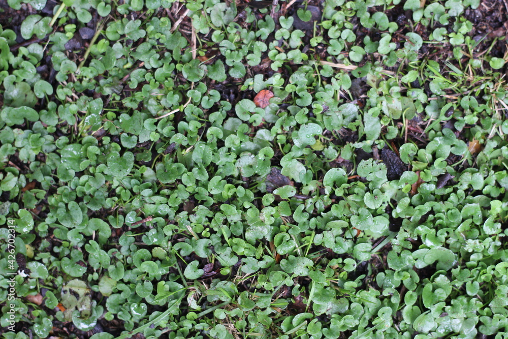 green grass background in the rain green grass background in the rain